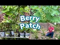 My Backyard Berry Patch Transformation Inspiring Your Self Sufficienct Journey