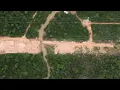 Amazon rainforest felled for climate summit road