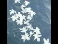 differences (0.8x) ginuwine pluggnb remix (speed song)