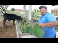 Download Lagu ESSA PALMA VOCÊ PODE MATAR O ANIMAIS VEJA POR QUÊ TEM Q MUITO CUIDADO @