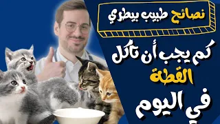 How Many Meals Should A Cat Eat Per Day Optimum And Healthy Cat Feeding 