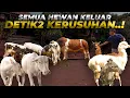 Download Lagu KELUARIN SEMUA SAPI BARENG RUSA DAN ALPACA,AUTO JADI KAPAL PECAH..!!!