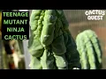 Down the Trichocereus rabbit hole Cactus Mutants San Pedro w special guest Prickocereus