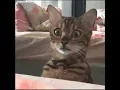 The Best Cat GIFS