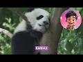 Giant Panda Facts for Kids - Fun Bamboo Forest Adventures