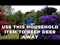 Use This Household Item To Keep DEER Away From Your Flowers