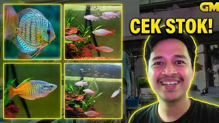 Spill Koleksi Ikan Baru di Toko aku!