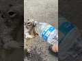 Hikers Help Adorable Thirsty Squirrel