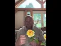 Personal review of Rose Molineux from david - austin
