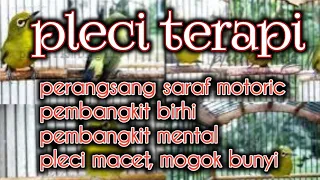 pancingan super gila pemicu burung pleci cepat bukpar ngerol nembak materi