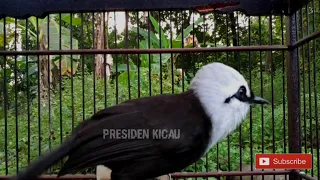 poksay jambul langsung emosi dan bunyi dengar ini