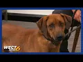 Pet of the Week Unnamed dog from New Hanover Co Sheriff s Office Animal Services Unit