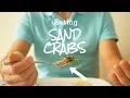 Can You Eat Them - California Sand Crabs Sand Fleas