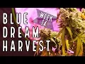 Week 14 Blue Dream Complete Harvest Chopping Drying Trimming and Curing