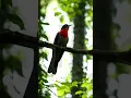 Download Lagu Suara Burung Cuckoo Dada Merah (Piet-My-Vrou) — Panggilan Close-Up 4k yang Membuatku Berhenti Bernapas #shorts
