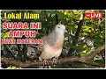 Download Lagu #perkututlokalgacor #perkututlokal #perkutut  #live 12/9/25