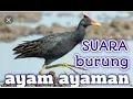 Download Lagu suara burung ayam ayaman palaling gacor 20023 dijamin gacor . jangan lupa ,LEK N SAKEREB 👍