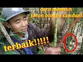 Download Lagu Cara memilih joran bambu Cendani terbaik rods bamboo fishing Cendani
