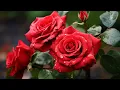 Download Lagu Muziek ontspant het zenuwstelsel, verbetert het geheugen 🌿 Sergey Grishchuk Music #116