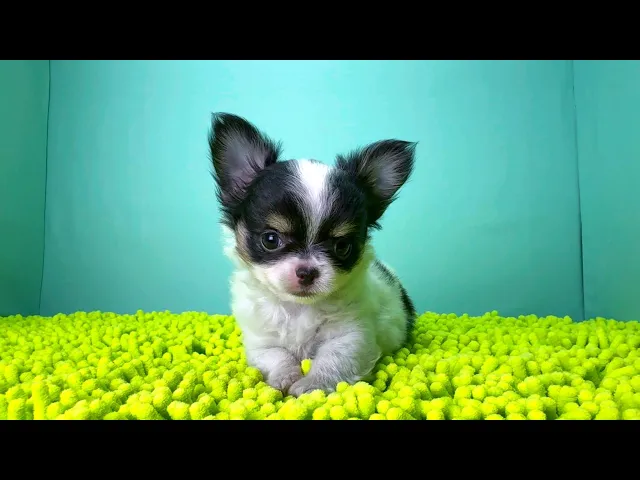 動画