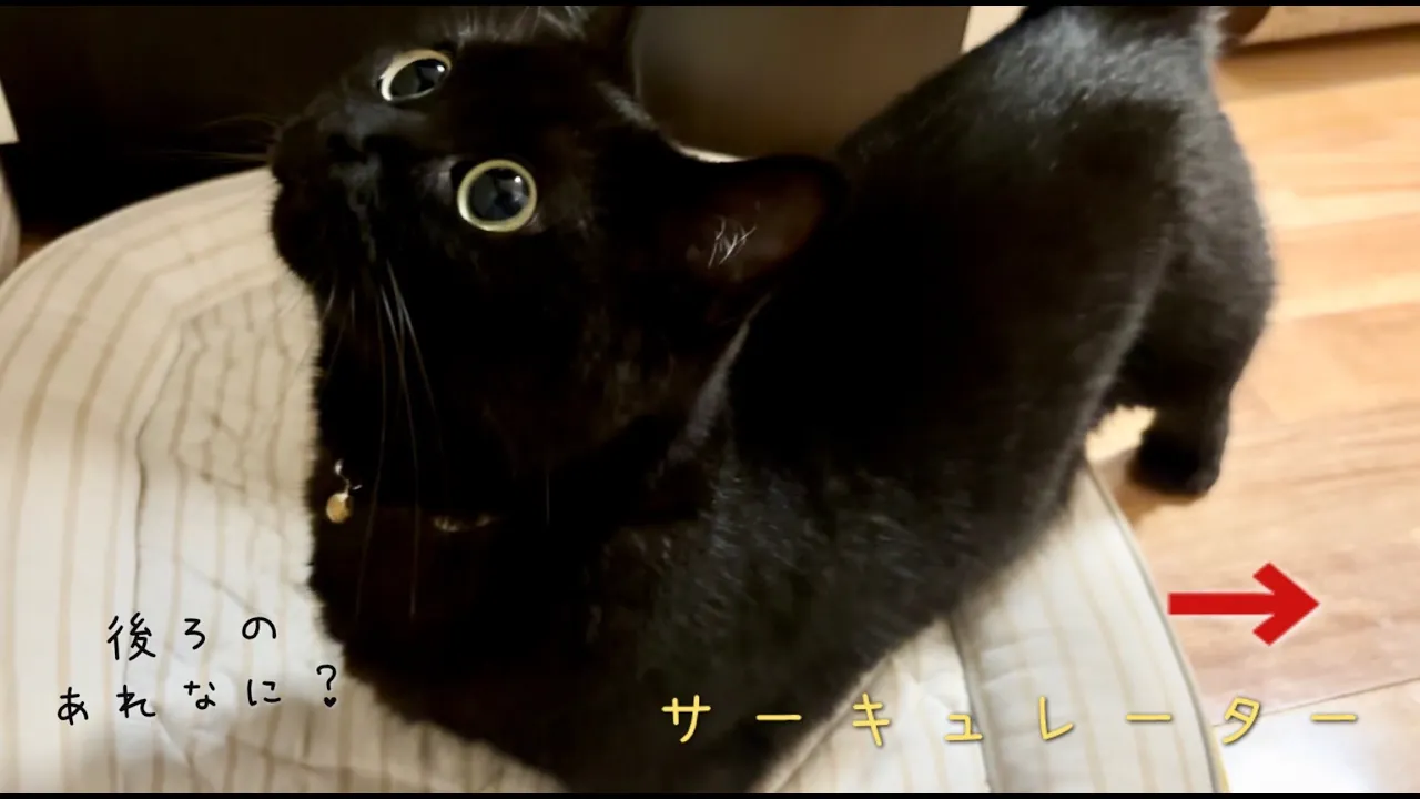 突如現れたサーキュレーターに驚いている黒猫