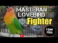 Download Lagu MASTERAN LOVEBIRD FIGHTER 1 JAM FULL❗❗