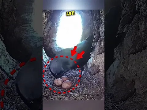 Crow Stole a Falcon's Egg... BIG Mistake! #shorts #crow #falcon