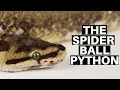 Morph Guide The Spider Ball Python - Benjamin s Exotics