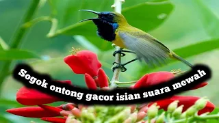 masteran sogon isian super mewah plus terapi air 