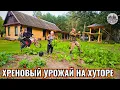 Download Lagu  ЖИЗНЬ НА ХУТОРЕ БЕЗ ПРИКРАС — ВСЁ, ЧТО СЛУЧИЛОСЬ ЗА ДЕНЬ: ЛЕС, ХРЕН, БЕСЕДКА И НЕМНОГО БРЕСТА.