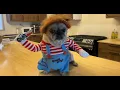 HONEST Review Unboxing Dog Halloween Costume Chucky T2Y Store