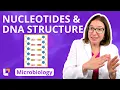 Nucleotides DNA Structure Microbiology Pre-Nursing Pre-Med Health Field Careers LevelUpRN
