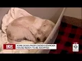 Some dogs from Ogden hoarder house ready to be adopted