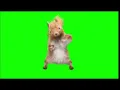 squirrel dance I GREEN SCREEN