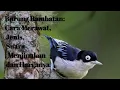 Download Lagu mengenal lebih dekat burung rambatan