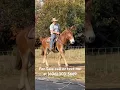 Download Lagu Best All-Around Working Mule (Tested \u0026 Reviewed)