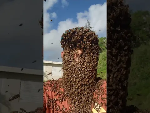 Why do bees sometimes not attack? #shorts