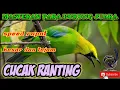 Download Lagu CUCAK RANTING/CUCAK RANTE SPEED RAPAT TAJAM KASAR JERNIH dgn suara air