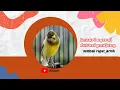 Download Lagu Suara Burung kenari ngerol durasi panjang nembak rapat jernih