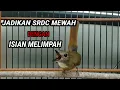 Download Lagu Pancingan SRDC Bali Gacor FULL isian - Masteran SRDC agar keluar isian