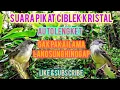 Lagu Suara pikat burung ciblek kristal super ampuh | banyak para pemikat yang membuktikan