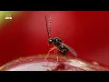 Download Lagu Eerste Aziatische sluipwespen uitgezet tegen suzuki-fruitvlieg