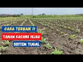 Download Lagu Cara menanam kacang hijau sistem tugal || Budidaya kacang hijau
