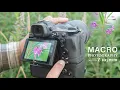 MACRO PHOTOGRAPHY with NIKON Z MC 105mm Bts best light tripod vs handheld photography
