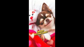 VID 5 Dog Meme Mission Accomplished 