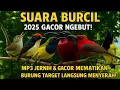 Download Lagu suara burcil ribut  || suara pikat sogon || suara pikat perenjak ||  korlap || kemande 2025 #21