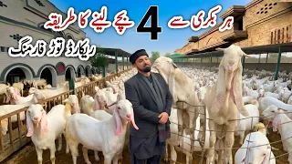 How to get 4 Kids from a goat | Goat Farming and Business | The Sarwar Goat Farm