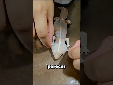 O Que Ninguém Sabia Sobre A Muda Do Gecko 😳