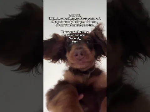 #puppy #dachshundaddict