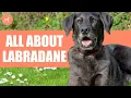 Labradane Labrador Retriever Great Dane Mix One of The Giant Dog Breed